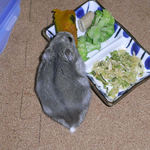 かぼちゃを食べるコーキ