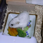 かぼちゃを食べるアイ