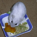 かぼちゃを食べるましろ