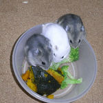 エサに群がっている仔ハムたち