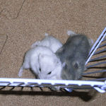 他の3匹はこんな感じ