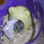 顔は出しているけど出てくる様子なし