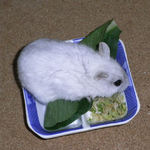 乾燥キャベツを食べるましろ