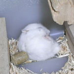 爆睡中のパール