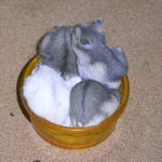 大騒ぎの子ハムたち