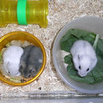 ケージに帰っても、まだ食べます