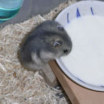 ペットミルクを舐めるサファイア