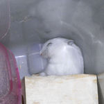 もう寝てるパール