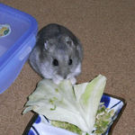 キャベツを食べるコーキ