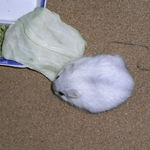 キャベツを食べるましろ