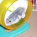 回し車を回しています