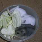 キャベツに群がる仔ハムたち