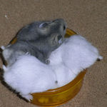 インディアンポップコーンに群がる仔ハムたち