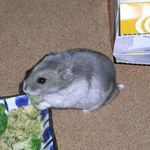 ブロッコリーを食べるコーキ