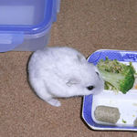 ブロッコリーを食べるましろ