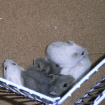 サークル内でわらわら