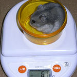 コーキは体重増加