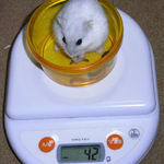 ましろは体重が増加