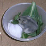 小松菜を食べる仔ハムたち