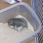 砂場を掘っているブルサファ