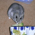 ブロッコリーを食べるコーキ