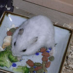 ブロッコリーを食べるアイ