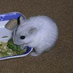 ブロッコリーを食べるましろ