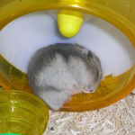 爆睡中のブルサファ