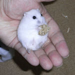 線なしのパール