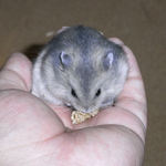 粟の穂を食べるブルサファ