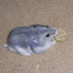 ビビりなブルサファ