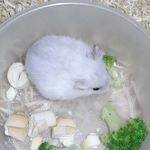 ちゃっかり、ブロッコリーを頂くパール