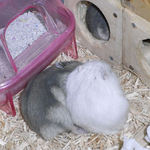 粟の穂でバトル