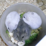 ワラワラ集まった仔ハムたち