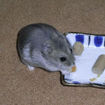 チーズを食べるコーキ