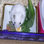 チーズを食べるアイ