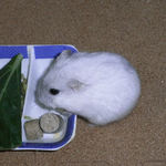 チーズを食べるましろ