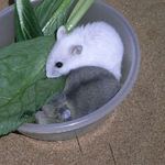 小松菜を食べる仔ハムたち