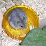 チーズを食べてます