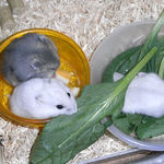 みんなで食べています