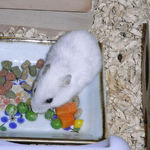 ミックスベジタブルを食べるアイです