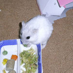 ミックスベジタブルを食べるましろ