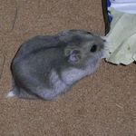 キャベツを食べるコーキ