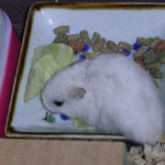 キャベツを食べるアイ