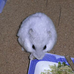 キャベツを食べるましろ