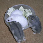 キャベツを奪い合う仔ハムたち