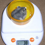 ブルサファ濃い目