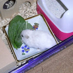 小松菜を食べるアイ