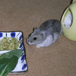 ようやく出てきたコーキ