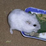 小松菜を食べるましろ